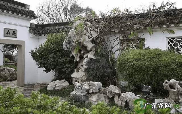 老树桩可以放家里吗 树桩上放什么风水好呢