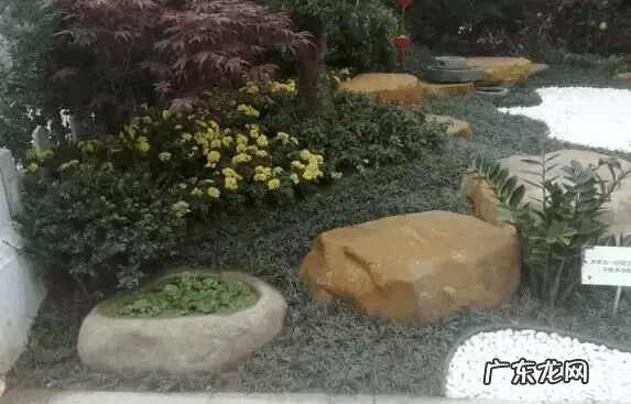 老树桩可以放家里吗 树桩上放什么风水好呢