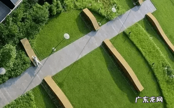 老树桩可以放家里吗 树桩上放什么风水好呢