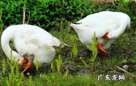 网络科学养鹅什么梗是什么意思?