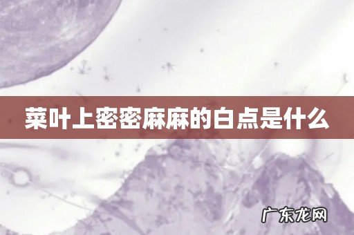 菜叶上密密麻麻的白点是什么