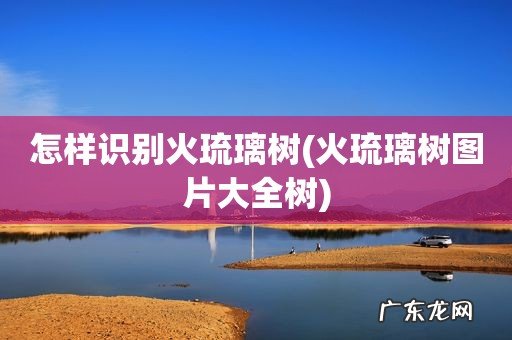 火琉璃树图片大全树 怎样识别火琉璃树