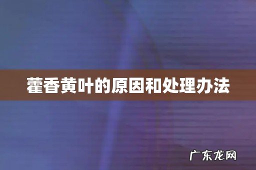 藿香黄叶的原因和处理办法