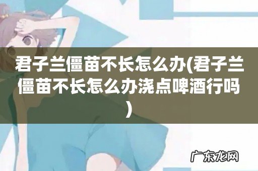 君子兰僵苗不长怎么办浇点啤酒行吗 君子兰僵苗不长怎么办