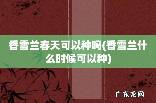 香雪兰什么时候可以种 香雪兰春天可以种吗