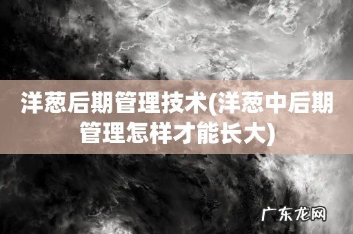 洋葱中后期管理怎样才能长大 洋葱后期管理技术