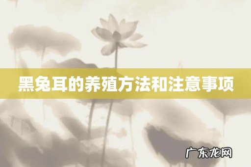 黑兔耳的养殖方法和注意事项