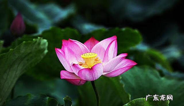 赞美荷花很美的诗 赞美荷花的诗句