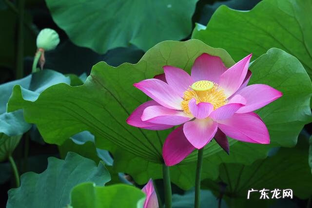 赞美荷花很美的诗 赞美荷花的诗句