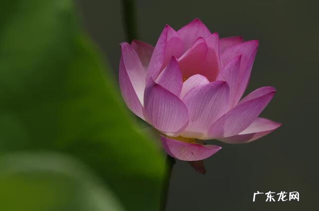 赞美荷花很美的诗 赞美荷花的诗句