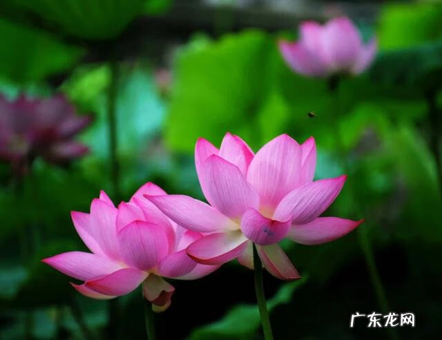 赞美荷花很美的诗 赞美荷花的诗句