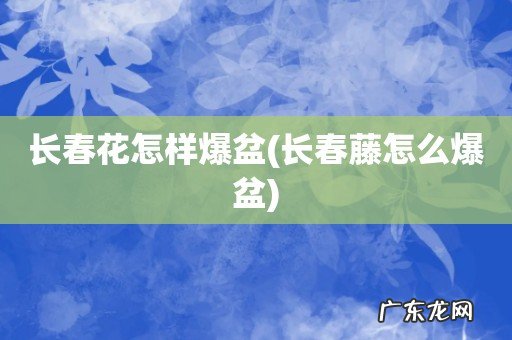 长春藤怎么爆盆 长春花怎样爆盆