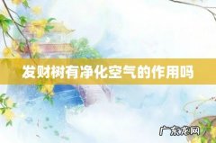 发财树有净化空气的作用吗
