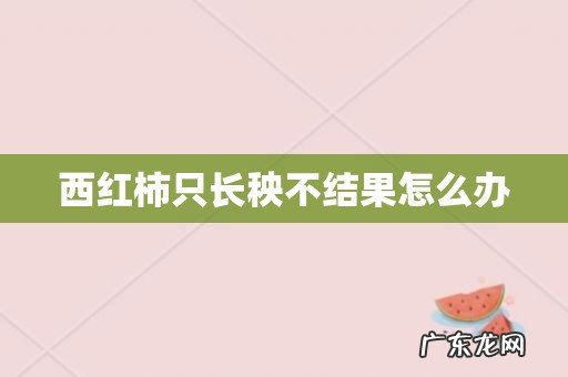 西红柿只长秧不结果怎么办