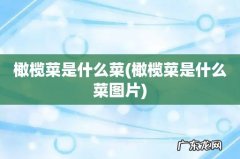 橄榄菜是什么菜图片 橄榄菜是什么菜