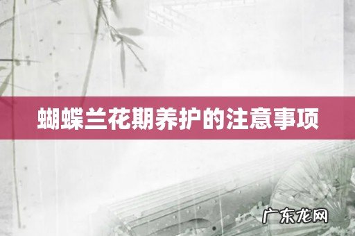 蝴蝶兰花期养护的注意事项