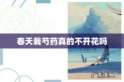 春天栽芍药真的不开花吗