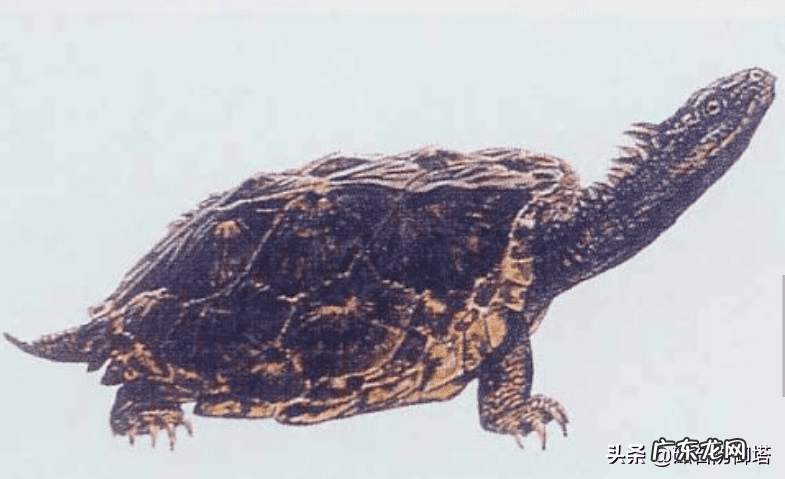 龟形山有什么风水说法 上山龟的风水