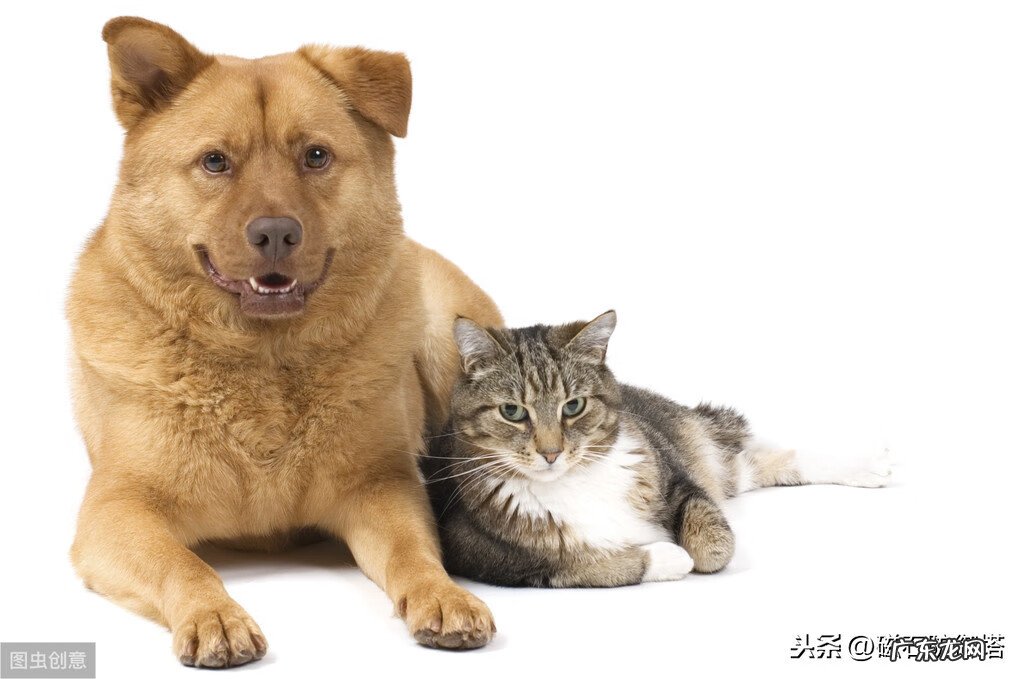 龟形山有什么风水说法 上山龟的风水