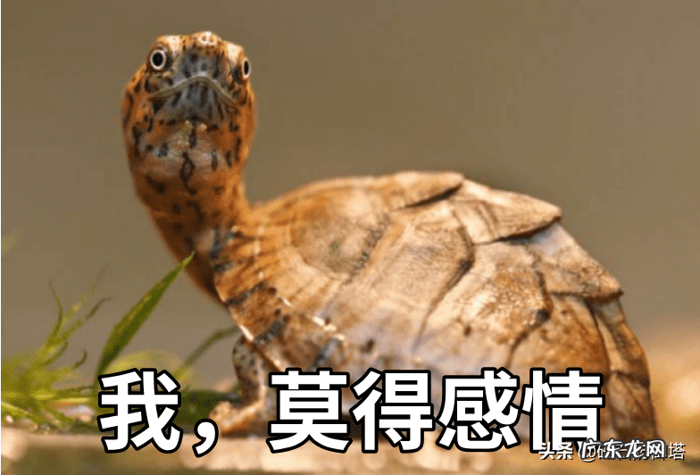 龟形山有什么风水说法 上山龟的风水