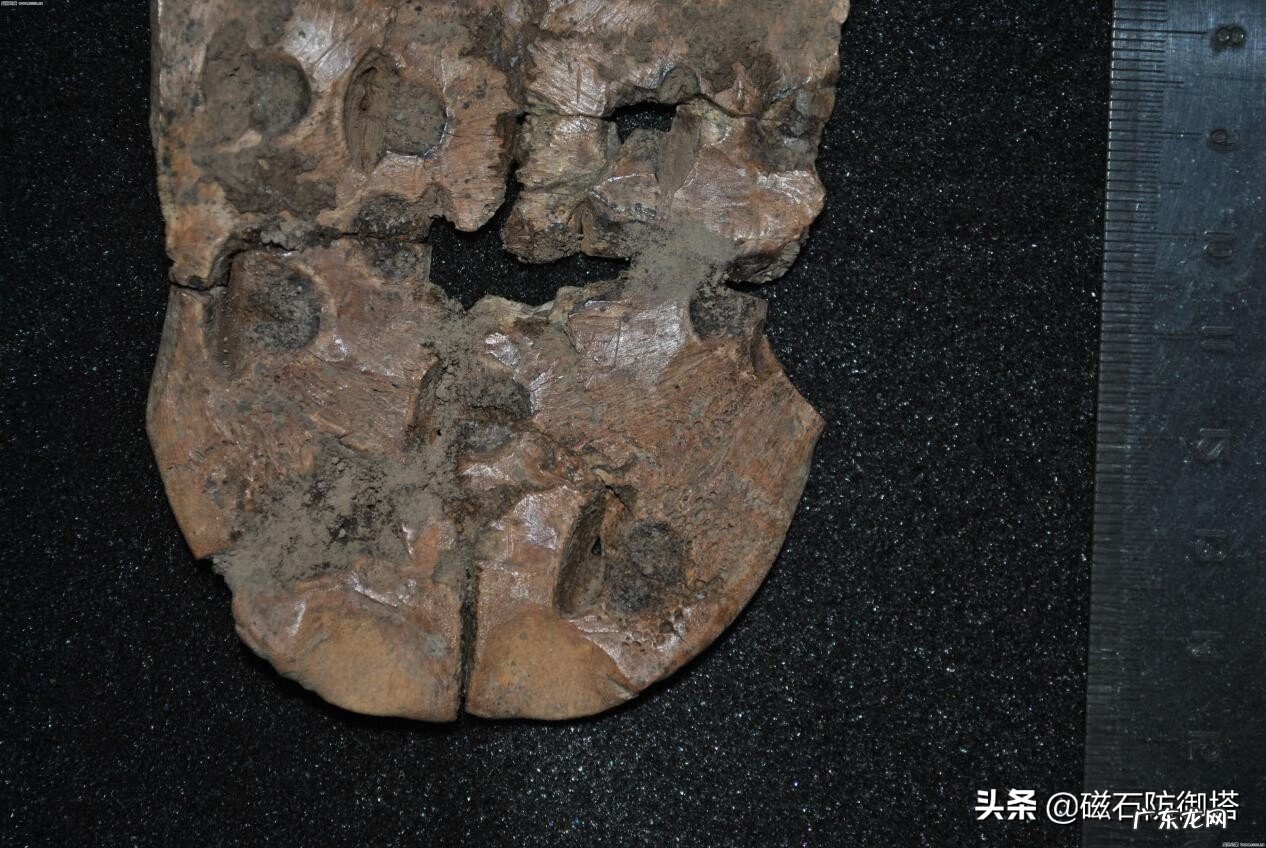 龟形山有什么风水说法 上山龟的风水