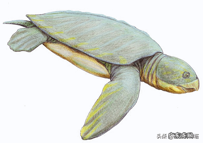 龟形山有什么风水说法 上山龟的风水