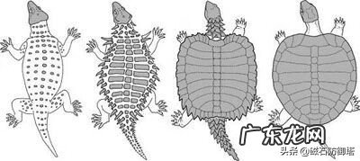 龟形山有什么风水说法 上山龟的风水