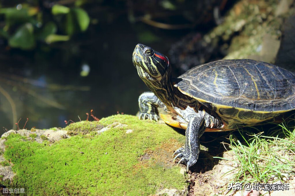 龟形山有什么风水说法 上山龟的风水