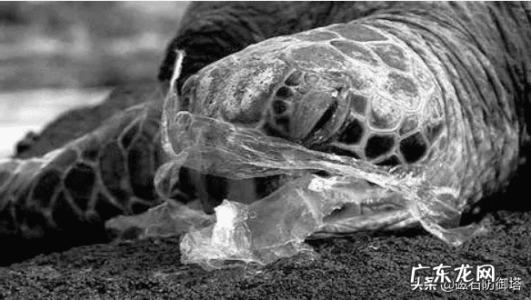 龟形山有什么风水说法 上山龟的风水