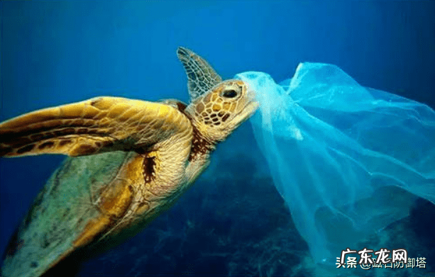 龟形山有什么风水说法 上山龟的风水