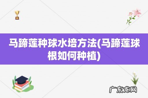 马蹄莲球根如何种植 马蹄莲种球水培方法