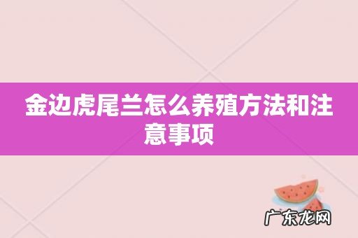 金边虎尾兰怎么养殖方法和注意事项