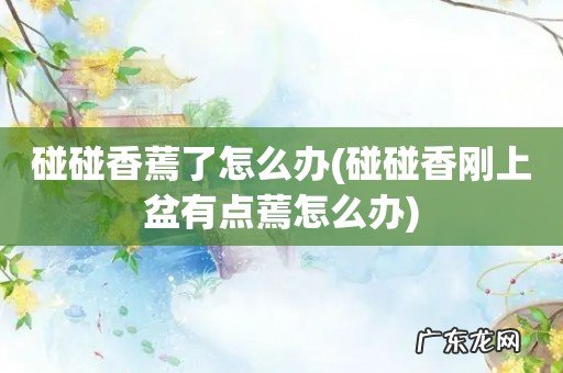 碰碰香刚上盆有点蔫怎么办 碰碰香蔫了怎么办