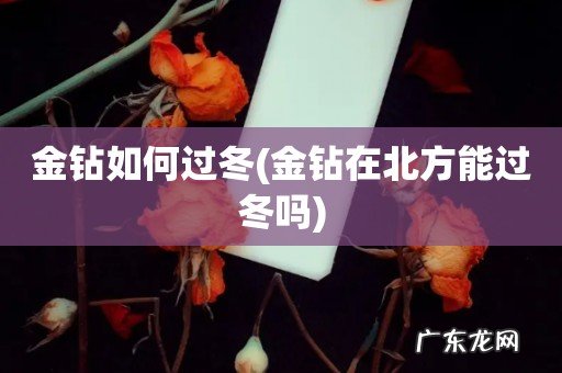 金钻在北方能过冬吗 金钻如何过冬