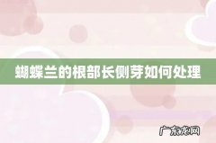 蝴蝶兰的根部长侧芽如何处理