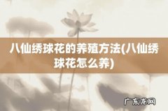 八仙绣球花怎么养 八仙绣球花的养殖方法
