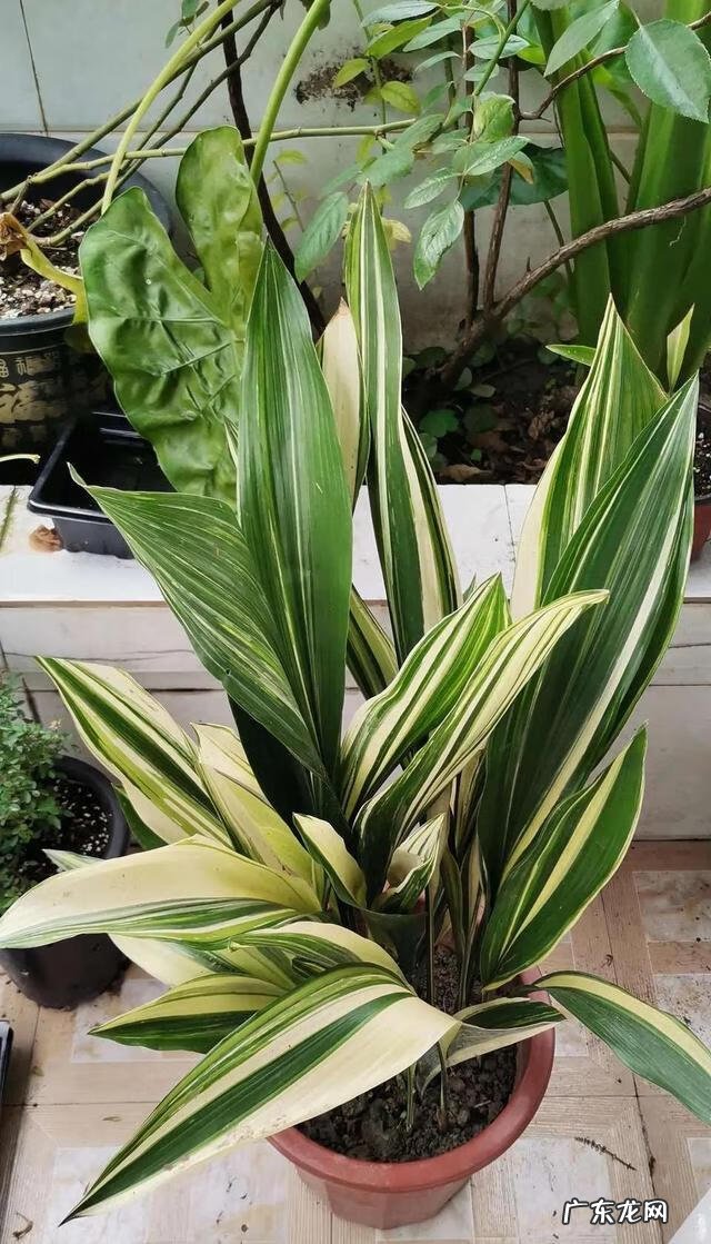 什么植物吸甲醛最好最快 吸甲醛的植物有哪些