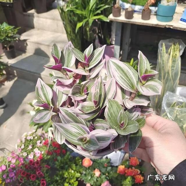 什么植物吸甲醛最好最快 吸甲醛的植物有哪些