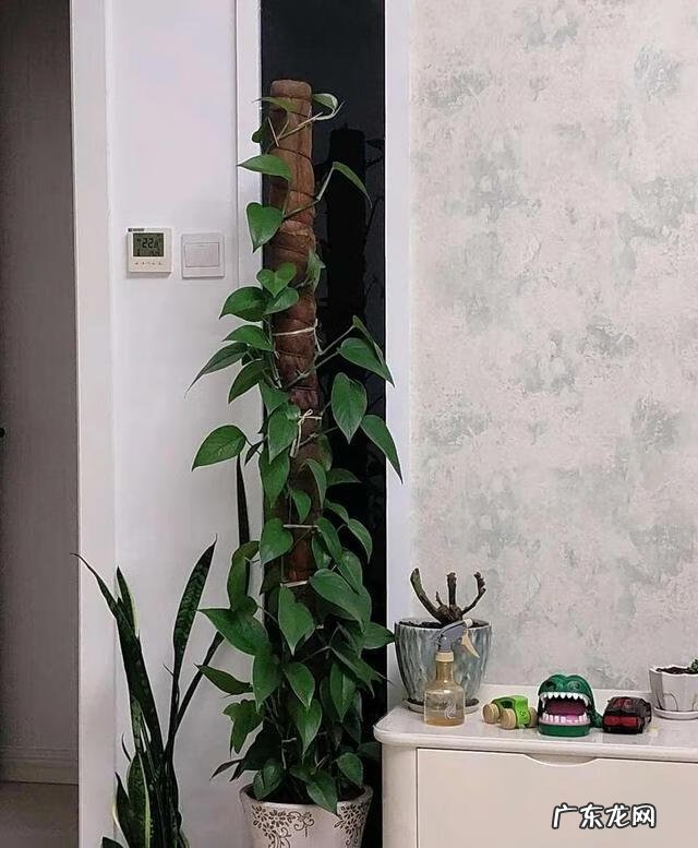 什么植物吸甲醛最好最快 吸甲醛的植物有哪些