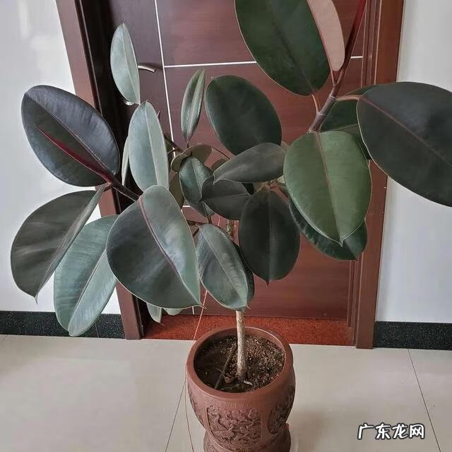 什么植物吸甲醛最好最快 吸甲醛的植物有哪些