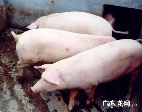 一头母猪生了8个婴儿 一头母猪生下8个男婴儿