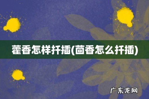 茴香怎么扦插 藿香怎样扦插