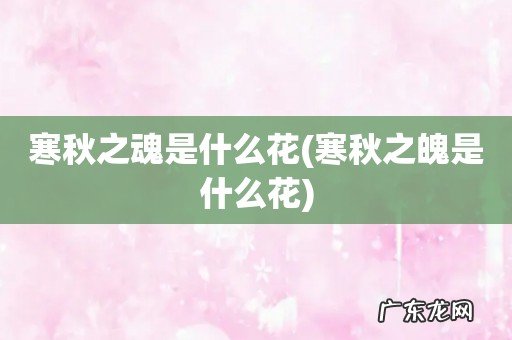 寒秋之魄是什么花 寒秋之魂是什么花