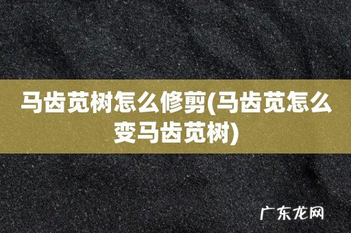 马齿苋怎么变马齿苋树 马齿苋树怎么修剪