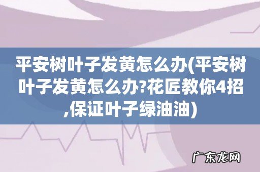 平安树叶子发黄怎么办?花匠教你4招,保证叶子绿油油 平安树叶子发黄怎么办