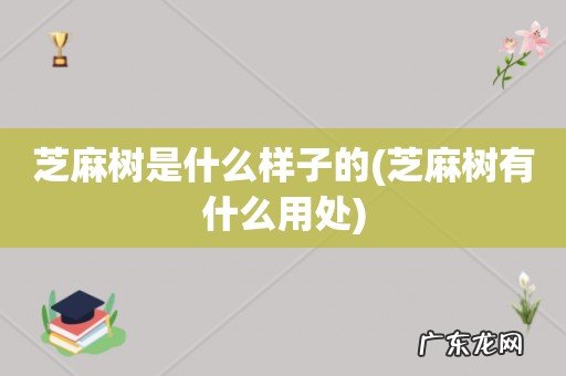 芝麻树有什么用处 芝麻树是什么样子的