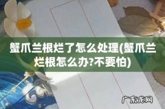 蟹爪兰烂根怎么办?不要怕 蟹爪兰根烂了怎么处理