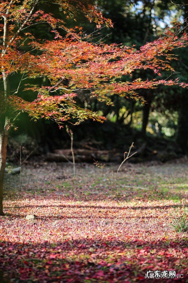 鸟飞进店铺的风水说法 飞鸟时代都城的风水