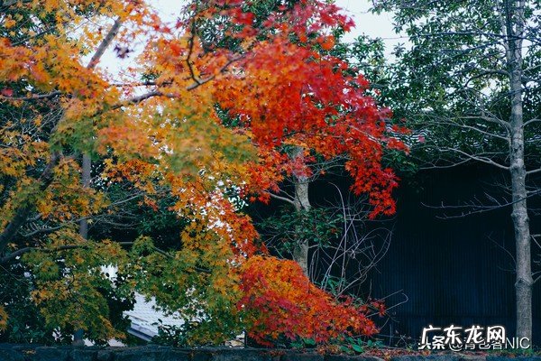 鸟飞进店铺的风水说法 飞鸟时代都城的风水