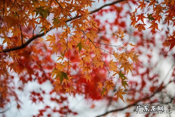 鸟飞进店铺的风水说法 飞鸟时代都城的风水